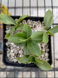（分類：）位於 。 由 run-dmc 提交（商品編號 1363173769，圖片 1）。簡介： 。