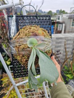 （分類：）位於 。 由 donplantsman 提交（商品編號 1363195153，圖片 1）。簡介： 。