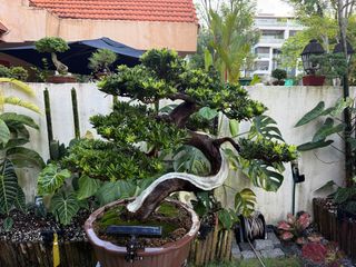 (Category: ) located in . Submitted by beanplanting (Listing ID 1350817606, Image 1). Description: .