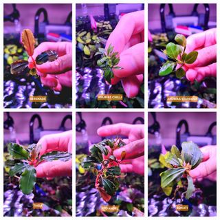 (Category: ) located in . Submitted by kiptip (Listing ID 1363282997, Image 1). Description: .