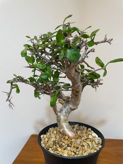 (Category: ) located in . Submitted by desert.grower (Listing ID 1361005215, Image 1). Description: .