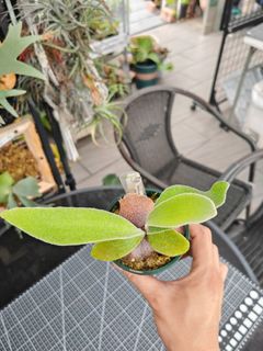 P. Willinckii 'Golden Boy金童孢子苗, 傢俬＆家居, 園藝, 植物