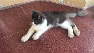 (Kategori: ) berada di . Dikirim oleh enjoyo50k (ID iklan 1363257293, Gambar 1). Deskripsi: .