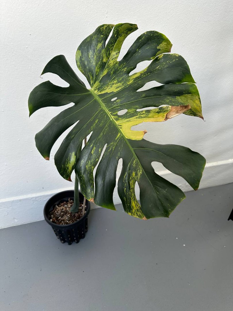 Monstera deliciosa en Marly main image 1