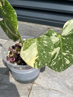 (Category: ) located in . Submitted by plant_guy (Listing ID 1363239789, Image 1). Description: .