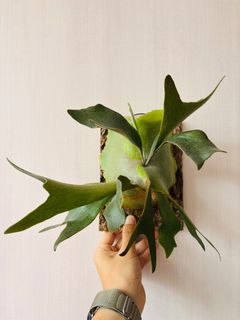 （分類：）位於 。 由 isaachome 提交（商品編號 1323703899，圖片 1）。簡介： 。