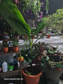 (Category: ) located in . Submitted by vincebeh (Listing ID 1363512841, Image 1). Description: .