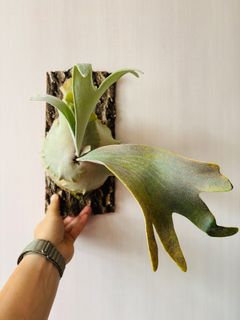 （分類：）位於 。 由 isaachome 提交（商品編號 1281676722，圖片 1）。簡介： 。