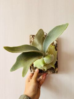 （分類：）位於 。 由 isaachome 提交（商品編號 1281609629，圖片 1）。簡介： 。