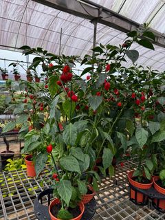 (Category: ) located in . Submitted by gardenfunfarm (Listing ID 1363511632, Image 1). Description: .