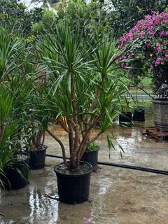(Category: ) located in . Submitted by gardenfunfarm (Listing ID 1363510871, Image 1). Description: .