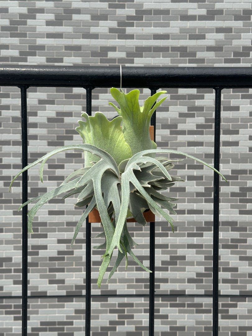 Little Crown spore select 小皇冠鹿角蕨, 傢俬＆家居, 園藝, 植物及