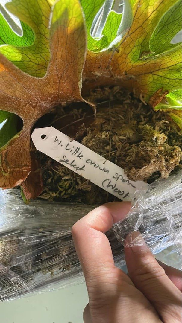 Little Crown spore select 小皇冠鹿角蕨, 傢俬＆家居, 園藝, 植物及