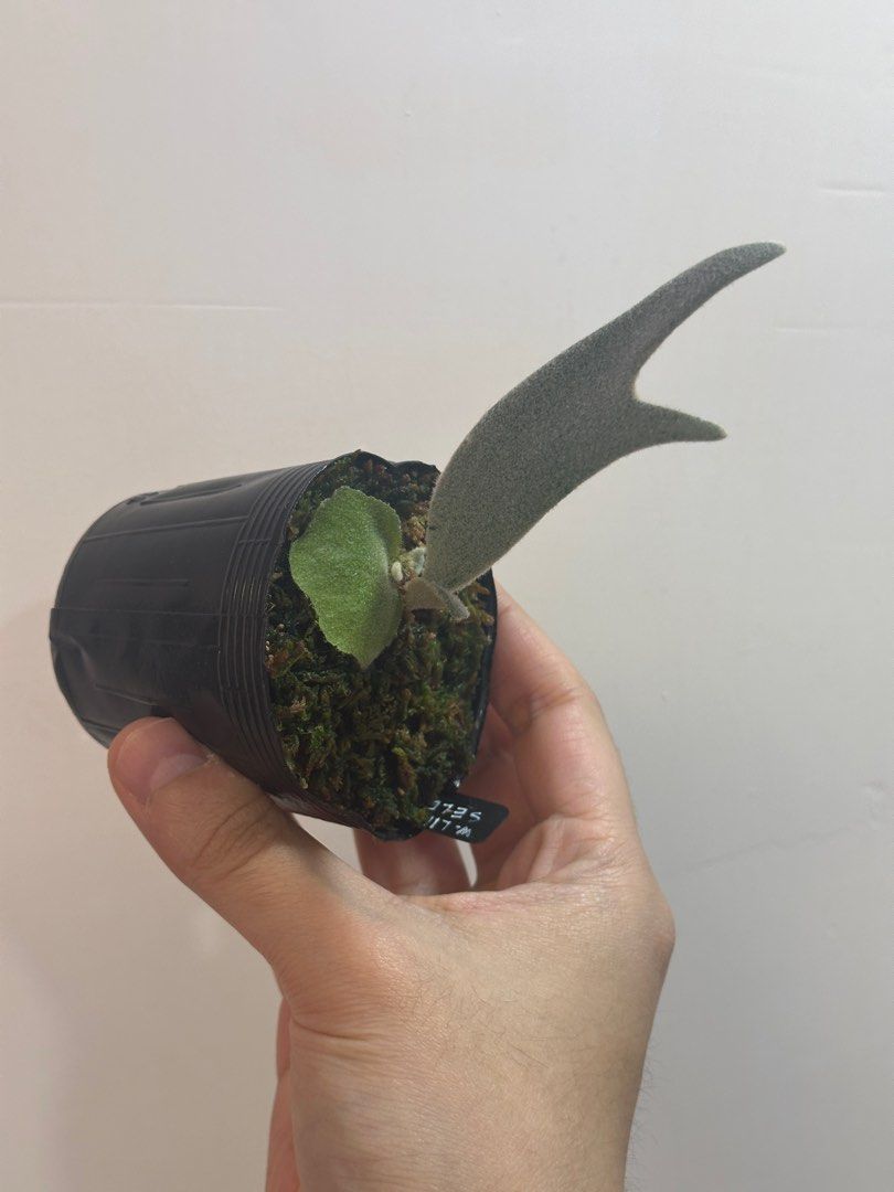 Little Crown spore select 小皇冠鹿角蕨, 傢俬＆家居, 園藝, 植物及