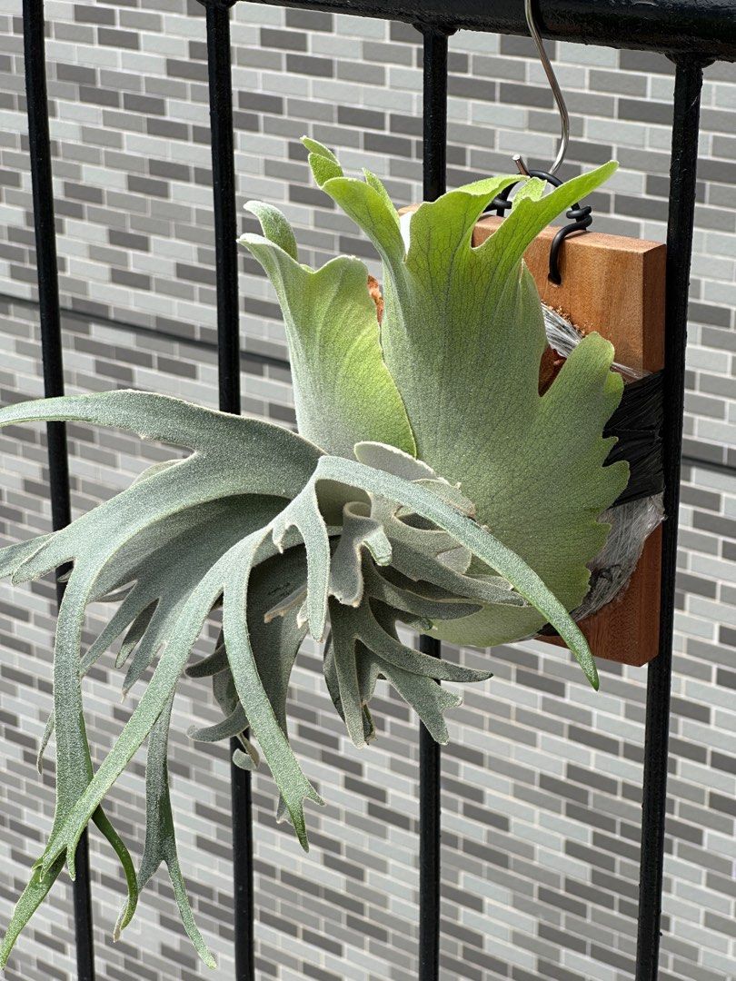 Little Crown spore select 小皇冠鹿角蕨, 傢俬＆家居, 園藝, 植物及
