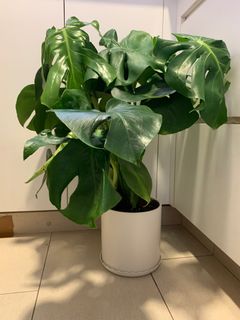 （分類：）位於 。 由 cherrie918 提交（商品編號 1363568562，圖片 1）。簡介： 。