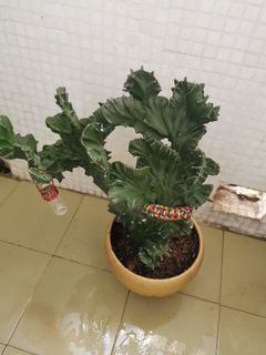 （分類：）位於 。 由 minimart1 提交（商品編號 1363604720，圖片 1）。簡介： 。
