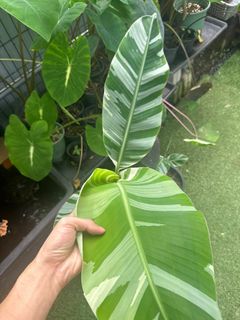(Category: ) located in . Submitted by ntlc_plants (Listing ID 1363574064, Image 1). Description: .
