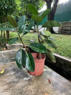 (Category: ) located in . Submitted by tanz.mig (Listing ID 1363545428, Image 1). Description: .