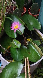 (Category: ) located in . Submitted by berds_botany (Listing ID 1363628707, Image 1). Description: .