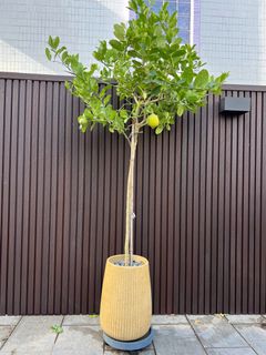 （分類：）位於 。 由 _makeyouhappy_ 提交（商品編號 1363787839，圖片 1）。簡介： 。