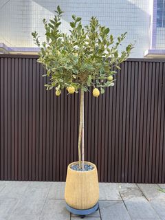（分類：）位於 。 由 _makeyouhappy_ 提交（商品編號 1363787120，圖片 1）。簡介： 。