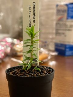 （分類：）位於 。 由 harrylau28 提交（商品編號 1363774162，圖片 1）。簡介： 。