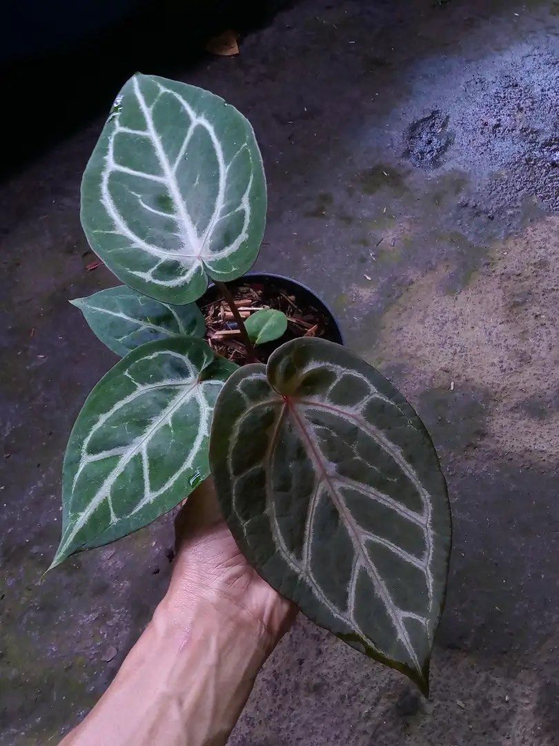 Anthurium Silver Butterfly x Zara Michelle, Furniture & Home
