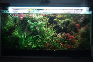 (Category: ) located in . Submitted by aquariststudio (Listing ID 1363755483, Image 1). Description: .