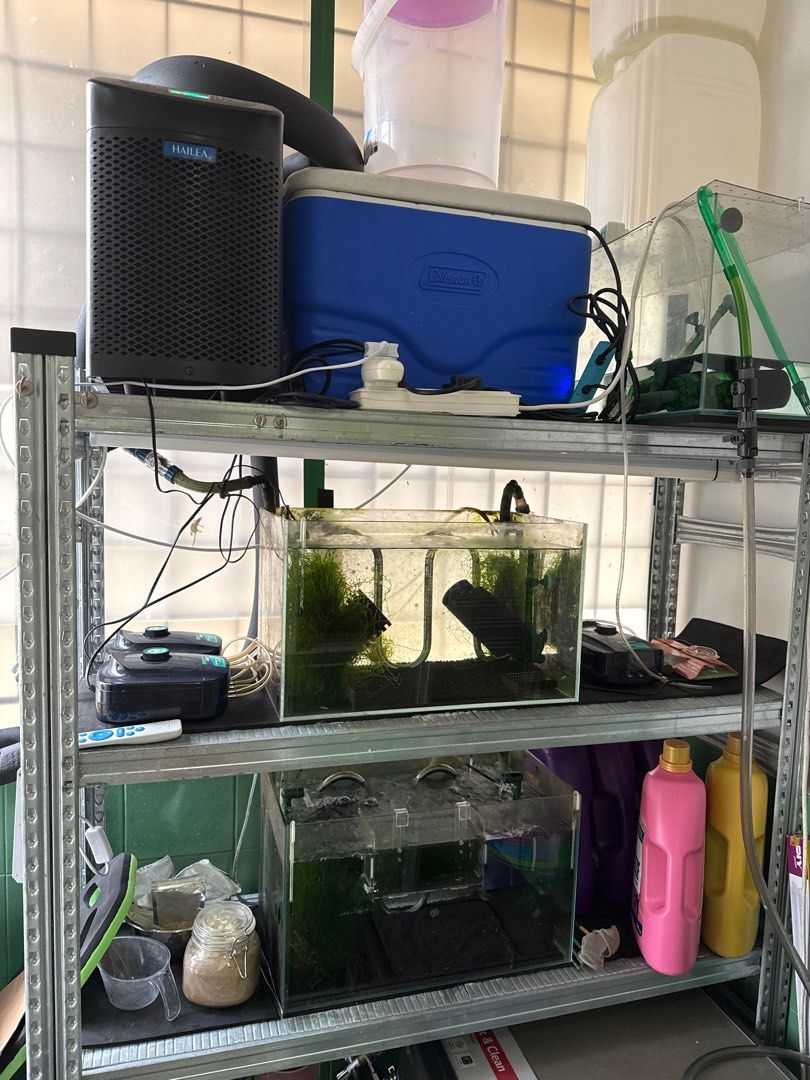 Fish glass tank shrimp rack chiller dbb prl Ada Amazonia hailea, Pet ...