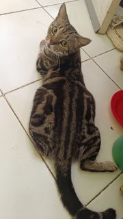 (Kategori: ) berada di . Dikirim oleh negotipislaris (ID iklan 1363768027, Gambar 1). Deskripsi: .
