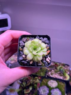 （分類：）位於 。 由 hkpingshk 提交（商品編號 1363911689，圖片 1）。簡介： 。