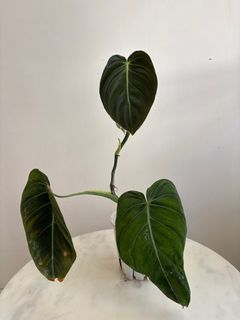 （分類：）位於 。 由 noddi 提交（商品編號 1363960653，圖片 1）。簡介： 。