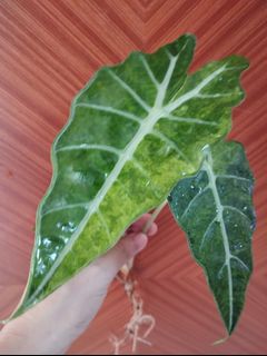 (Category: ) located in . Submitted by avdplants (Listing ID 1363945563, Image 1). Description: .