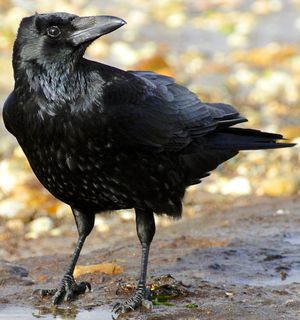 (Category: ) located in . Submitted by birdmanagementsingapore (Listing ID 1363849770, Image 1). Description: .
