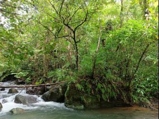 LUPA FOR SALE (QUEZON)