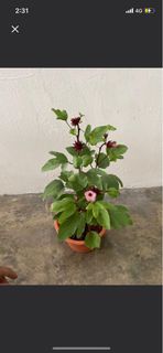 (Category: ) located in . Submitted by fruityflorist (Listing ID 1363938127, Image 1). Description: .