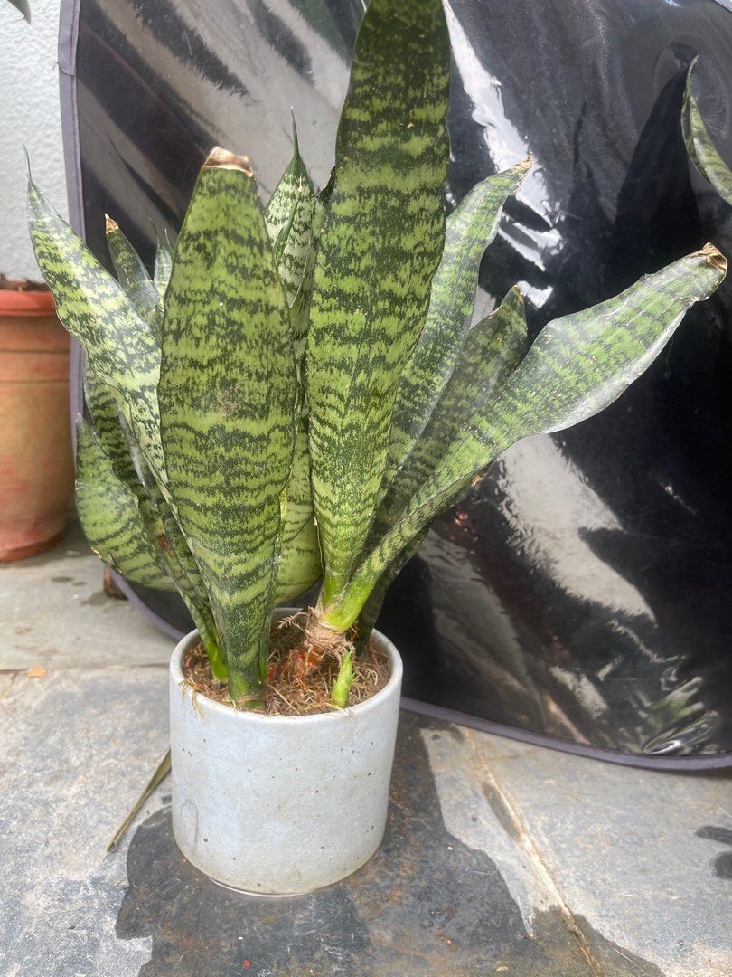 Sansevieria64884987185409112