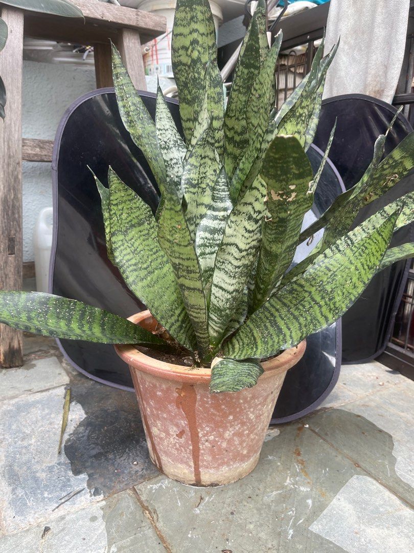 Sansevieria64884987185409111