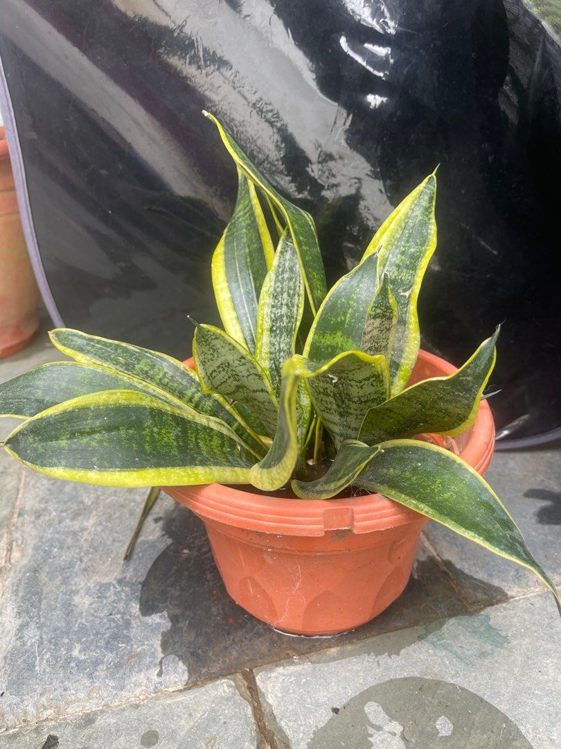 Sansevieria