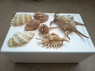 (Category: ) located in . Submitted by funshopper (Listing ID 1363946008, Image 1). Description: .