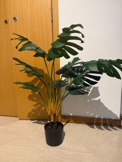 (Category: ) located in . Submitted by bequeenie (Listing ID 1364073478, Image 1). Description: .