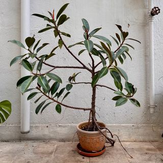 （分類：）位於 。 由 paroxyst 提交（商品編號 1364203862，圖片 1）。簡介： 。