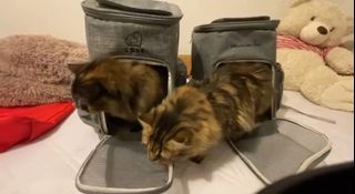 (Category: ) located in . Submitted by misya5277 (Listing ID 1364373585, Image 1). Description: .