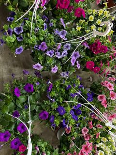 (Category: ) located in . Submitted by gardenfunfarm (Listing ID 1364249104, Image 1). Description: .