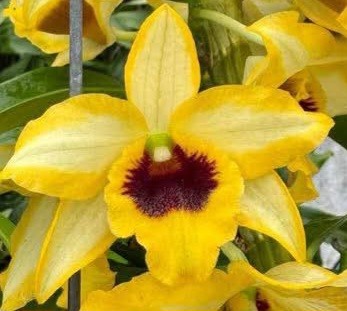 （分類：）位於 。 由 RejoiceInplanting 提交（商品編號 1361616411，圖片 1）。簡介： 。