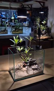 (Category: ) located in . Submitted by zenaquatics (Listing ID 1361611858, Image 1). Description: .