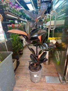 （分類：）位於 。 由 trendywa 提交（商品編號 1364625400，圖片 1）。簡介： 。