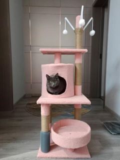 (Category: ) located in . Submitted by 4season_cats (Listing ID 1364651575, Image 1). Description: .