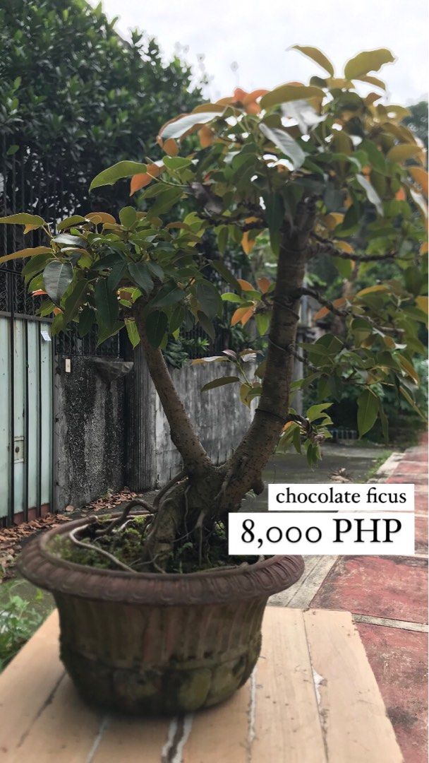 BONSAI TREES FOR SALE (Category: Plants & Seeds) located in Quezon City. Submitted by nicholangelo_ga (Listing ID 1364628032, Image 3). Description: BLOOM INTO SERENITY THIS SEASON WITH BONSAI! As April winds down and May peeks around the corner, it’s the perfect time to welcome fresh energy into your home or workspace. Add a touch of calm, balance, and natural beauty with a stunning bonsai from OK Bloomer PH. Whether you’re treating yourself or 